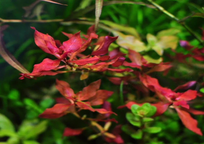 Ludwigia Super Red "Mini" - Easy Live Aquarium Pond Aquatic Plant