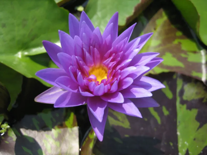 Nymphaea ‘Star Of Siam’ Tropical Water Lily Full Grown Plant - Live Aquatic Pond Plant