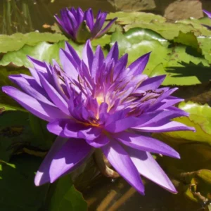 Nymphaea ‘Star Of Siam’ Tropical Water Lily Full Grown Plant - Live Aquatic Pond Plant