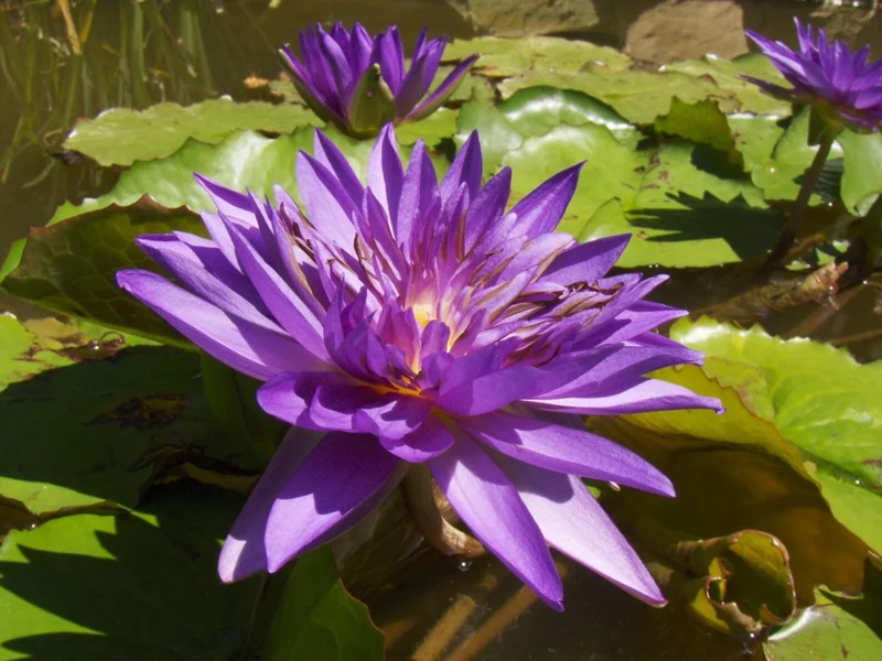 Nymphaea ‘Star Of Siam’ Tropical Water Lily Full Grown Plant - Live Aquatic Pond Plant