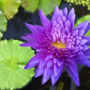 Nymphaea ‘Star Of Siam’ Tropical Water Lily Full Grown Plant - Live Aquatic Pond Plant