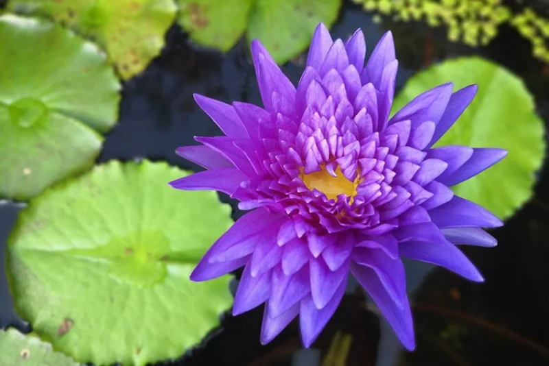 Nymphaea ‘Star Of Siam’ Tropical Water Lily Full Grown Plant - Live Aquatic Pond Plant