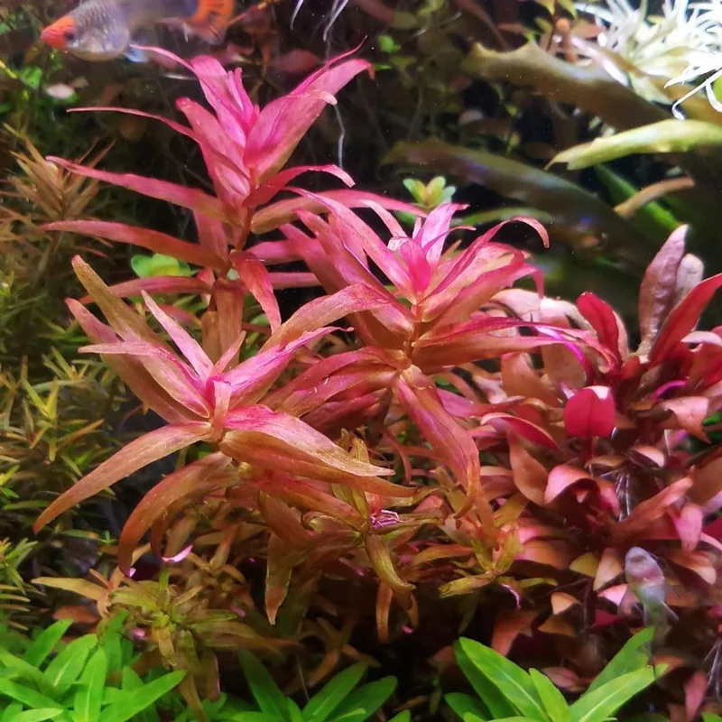 Rotala Magenta - Easy Live Aquarium Pond Aquatic Plant