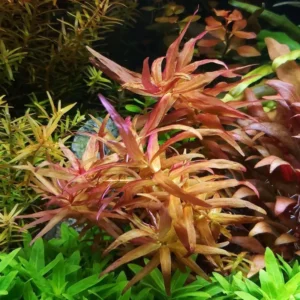 Rotala Magenta - Easy Live Aquarium Pond Aquatic Plant