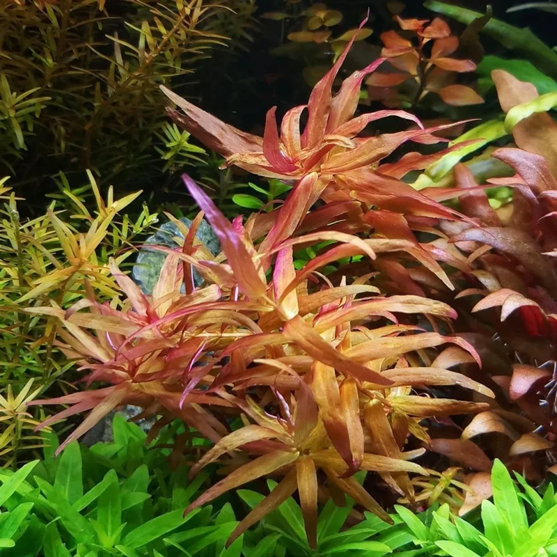 Rotala Magenta - Easy Live Aquarium Pond Aquatic Plant
