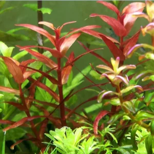 Rotala Magenta - Easy Live Aquarium Pond Aquatic Plant