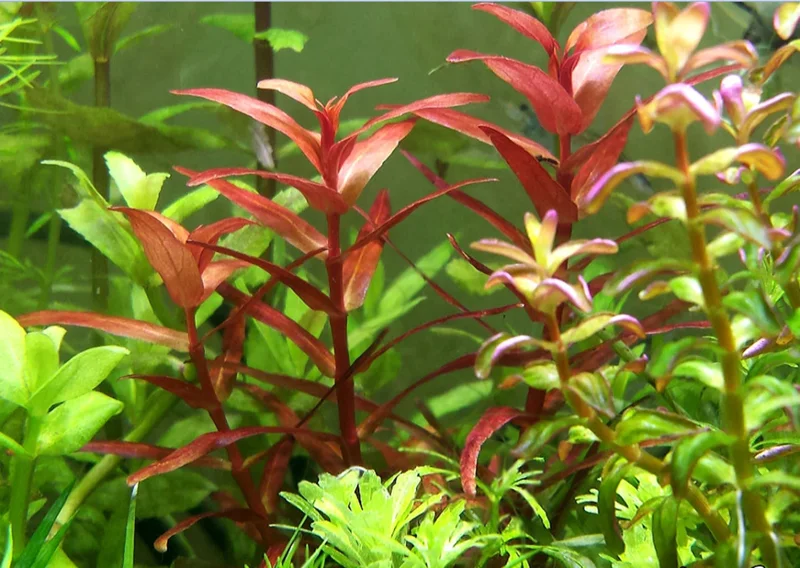 Rotala Magenta - Easy Live Aquarium Pond Aquatic Plant