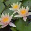 Nymphaea 'Sioux' Water Lily Full Grown Plant Or Bulb Easy Live Aquatic Pond Plant