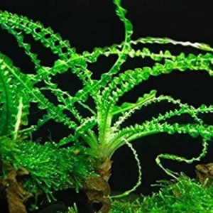 Crinum Calamistratum - Easy Live Aquarium Pond Aquatic Plant