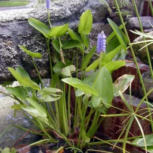 Purple Pickerel Rush Pontederia Cordata - Live Aquatic Marginal Starter Plant for Water Gardens, Ponds and Aquascapes