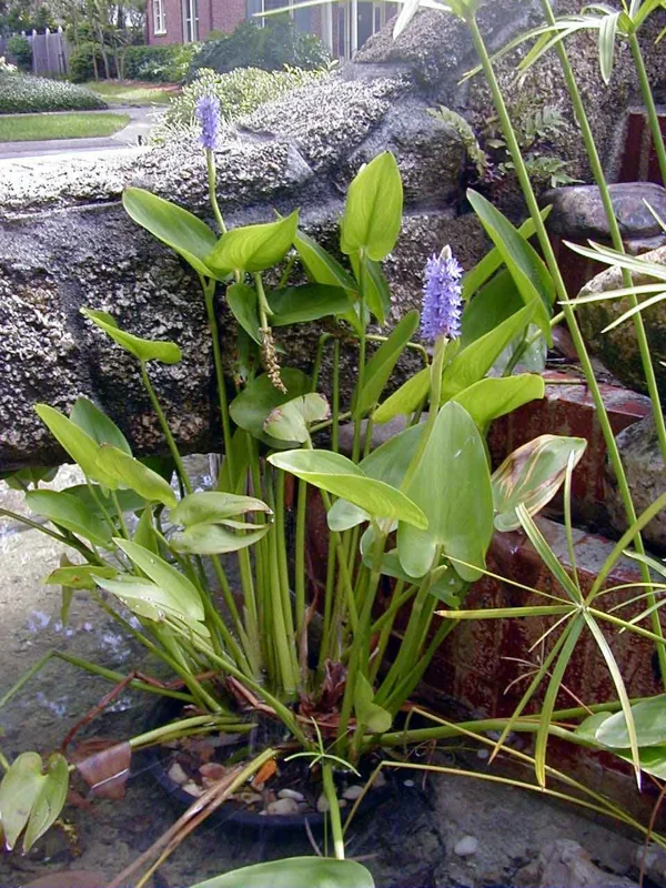 Purple Pickerel Rush Pontederia Cordata - Live Aquatic Marginal Starter Plant for Water Gardens, Ponds and Aquascapes