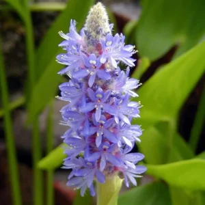 Purple Pickerel Rush Pontederia Cordata - Live Aquatic Marginal Starter Plant for Water Gardens, Ponds and Aquascapes