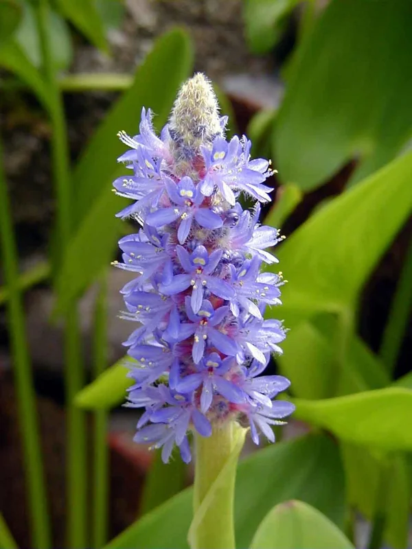 Purple Pickerel Rush Pontederia Cordata - Live Aquatic Marginal Starter Plant for Water Gardens, Ponds and Aquascapes