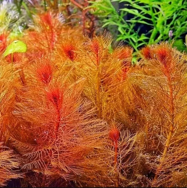 Red Foxtail Myrio Myriophyllum - Easy Live Aquarium Pond Aquatic Plant
