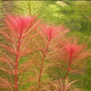 Red Foxtail Myrio Myriophyllum - Easy Live Aquarium Pond Aquatic Plant