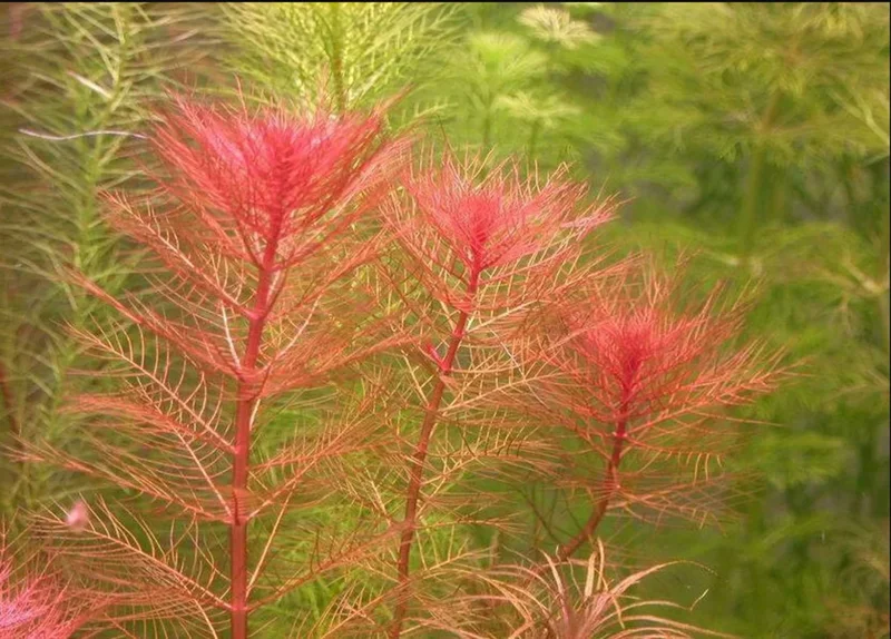 Red Foxtail Myrio Myriophyllum - Easy Live Aquarium Pond Aquatic Plant