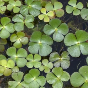 Water Clover Marsilea Quadrifolia - Easy Live Aquarium Pond Aquatic Plant