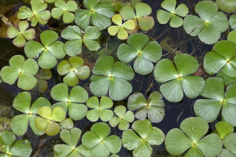 Water Clover Marsilea Quadrifolia - Easy Live Aquarium Pond Aquatic Plant