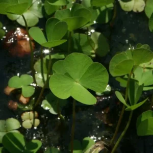 Water Clover Marsilea Quadrifolia - Easy Live Aquarium Pond Aquatic Plant