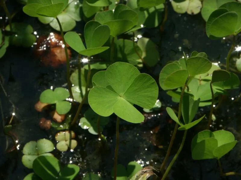 Water Clover Marsilea Quadrifolia - Easy Live Aquarium Pond Aquatic Plant