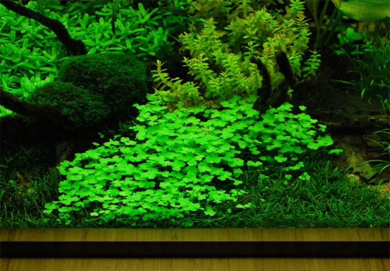 Hydrocotyle Tripartita Sp. Japan - Easy Live Aquarium Pond Aquatic Plant