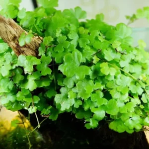 Hydrocotyle Tripartita Sp. Japan - Easy Live Aquarium Pond Aquatic Plant