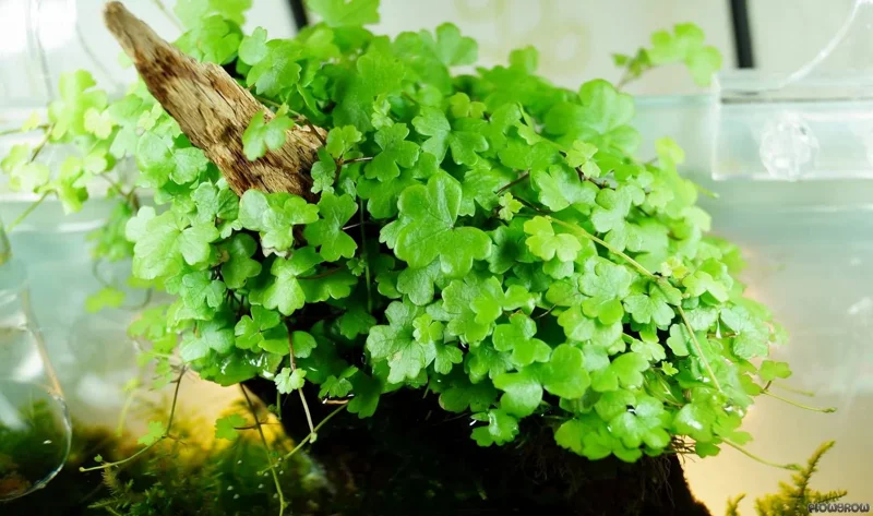 Hydrocotyle Tripartita Sp. Japan - Easy Live Aquarium Pond Aquatic Plant