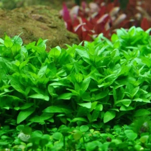 Staurogyne Repens - Easy Live Aquarium Pond Aquatic Plant