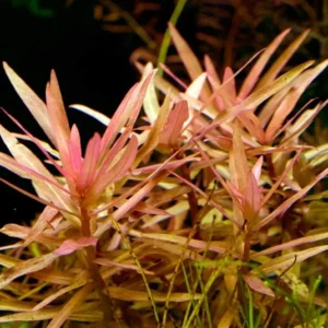 Ammania Gracilis - Easy Live Aquarium Pond Aquatic Plant