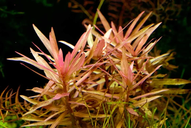 Ammania Gracilis - Easy Live Aquarium Pond Aquatic Plant
