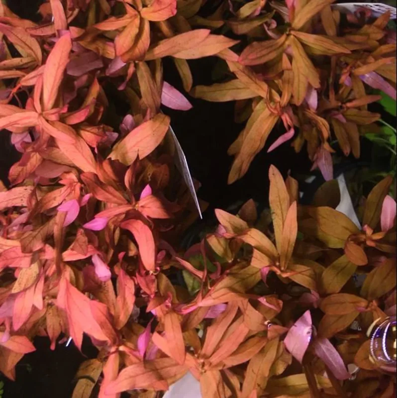 Ammania Gracilis - Easy Live Aquarium Pond Aquatic Plant