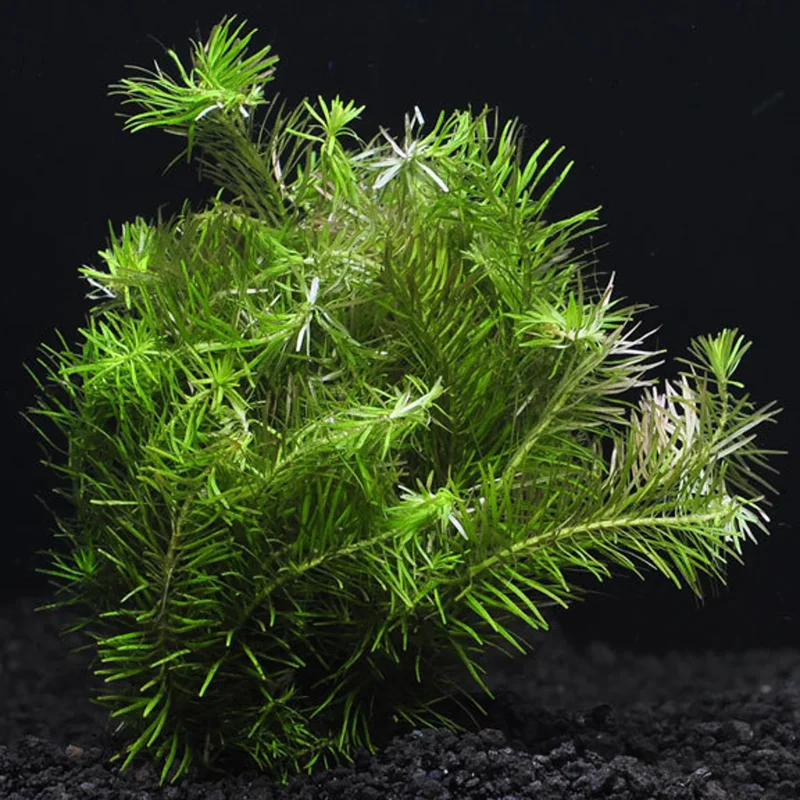 Rotala Nanjenshan - Easy Live Aquarium Pond Aquatic Plant