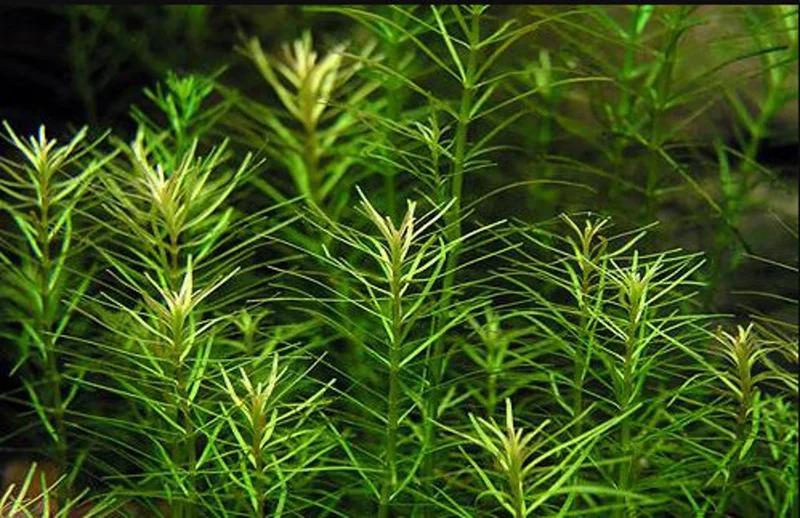 Rotala Nanjenshan - Easy Live Aquarium Pond Aquatic Plant