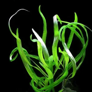 Hygrophila Angustifolia - Easy Live Aquarium Pond Aquatic Plant