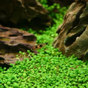 Glosso Glossostigma Elatinoides - Easy Live Aquarium Pond Aquatic Plant