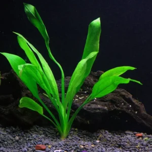 Amazon Sword Echinodorus Amazonicus - Easy Live Aquarium Pond Aquatic Plant