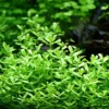 Brahmi - Bacopa Monnieri Moneywort - Easy Live Aquarium Pond Aquatic Plant