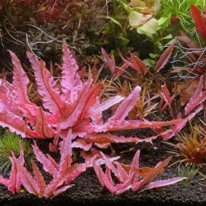 Cryptocoryne 'Pink Flamingo' - Easy Live Aquarium Pond Aquatic Plant