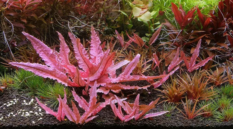 Cryptocoryne 'Pink Flamingo' - Easy Live Aquarium Pond Aquatic Plant