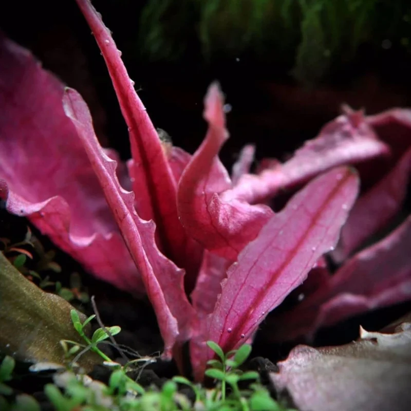 Cryptocoryne 'Pink Flamingo' - Easy Live Aquarium Pond Aquatic Plant