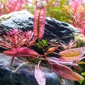Cryptocoryne 'Pink Flamingo' - Easy Live Aquarium Pond Aquatic Plant