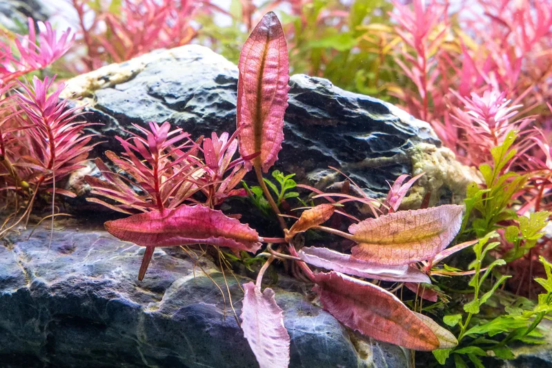 Cryptocoryne 'Pink Flamingo' - Easy Live Aquarium Pond Aquatic Plant