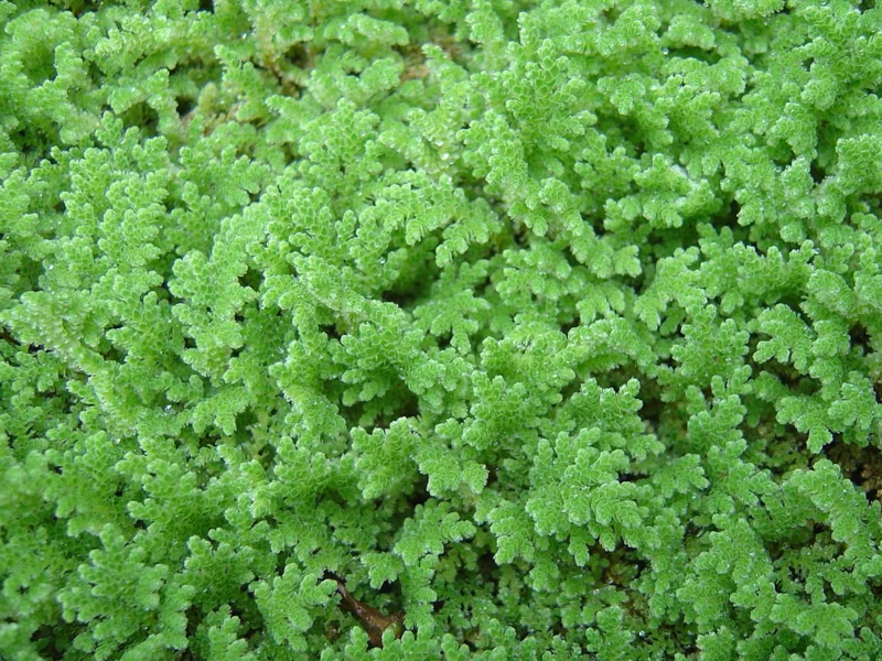 Large Portion Azolla Filiculoides Fairy Moss, Mosquito Fern - Easy Live Aquarium Pond Aquatic Plant