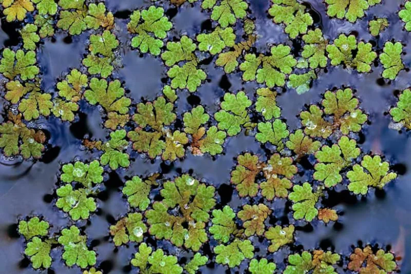 Large Portion Azolla Filiculoides Fairy Moss, Mosquito Fern - Easy Live Aquarium Pond Aquatic Plant