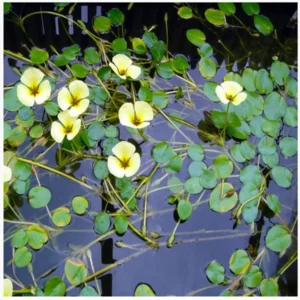 Water Poppy Hydrocleys Nymphoides - Easy Live Aquarium Pond Aquatic Plant