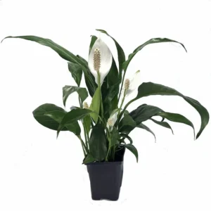 Peace Lily Spathiphyllum - Live Aquatic Marginal Starter Plant for Water Gardens, Ponds and Aquascapes