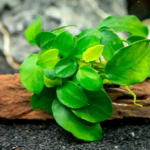 Anubias Nana Petite - Easy Live Aquarium Pond Aquatic Plant