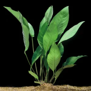 Anubias Frazeri - Easy Live Aquarium Pond Aquatic Plant