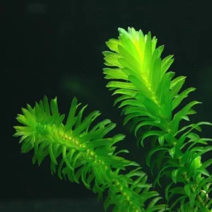 Anacharis Elodea - Easy Live Aquarium Pond Aquatic Plant