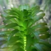 Anacharis Elodea - Easy Live Aquarium Pond Aquatic Plant